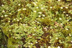 Parnassia mysorensis